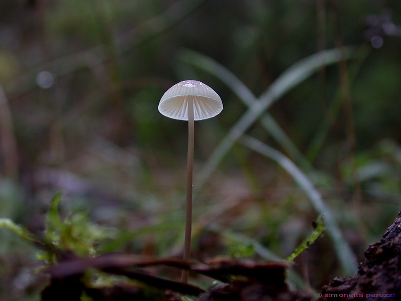 Funghi delle dune e retrodune...